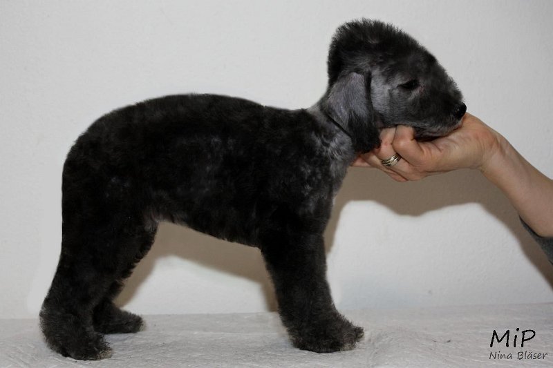 Dickie Happy Sheep (1).jpg